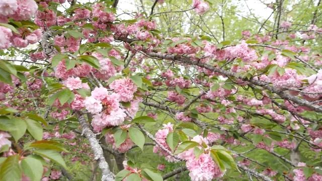 Цветущий миндаль. смотреть онлайн