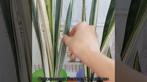 Я так люблю когда они это делают? #Сансевиерия Бентель Сенсейшен? Детки? #цветы #растения #shorts