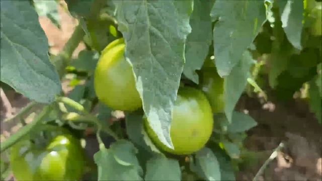 Томаты "Сибирская тройка", "Челнок", "Санька", "Новичок" и другие начинают созревать. Конец июля смотреть онлайн