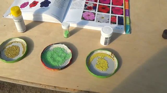 ПЕТУНИЯ. Семена каких компании лучше и удобнее сеять. Разберём фирмы PAN AMERICAN,FLORANOVA,SYNGENT смотреть онлайн