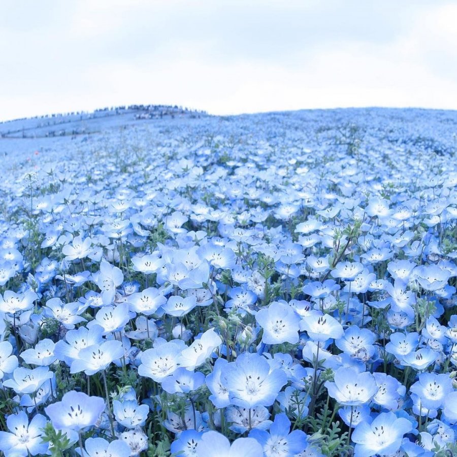 Цветы Лен Голубой