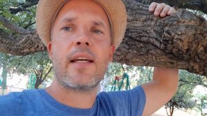 Как выглядит пробковое дерево?