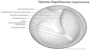 Строение наружного и среднего уха