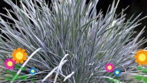 Келерия сизая Коолио (Coolio). Краткий обзор, описание характеристик, где купить саженцы