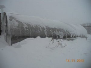 Зимовка клубники. Снеговая нагрузка теплиц.
