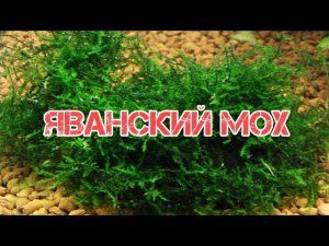 СЕКРЕТЫ СОДЕРЖАНИЯ ЯВАНСКОГО МХА