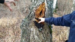 прогулка по лесу, чага целебный гриб.mp4