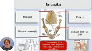 Биология, 11-й класс, Анатомия пищеварительной системы человека: органы пищеварительного тракта