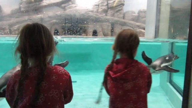 Две царевны и пингвины в зоопарке#Царевны #Двецаревны смотреть онлайн