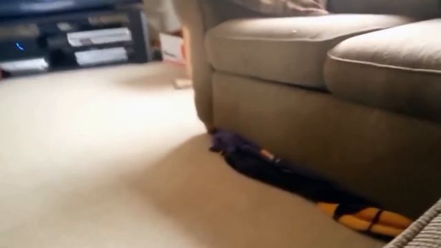 Лютые Фейлы Животных, Которые Повезло Снять На Камеру смотреть онлайн