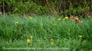 CATS PLAY IN THE GRASS | КОШКИ ИГРАЮТ В ТРАВЕ