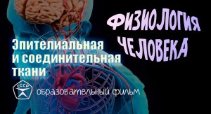 Эпителиальная и соединительная ткани.