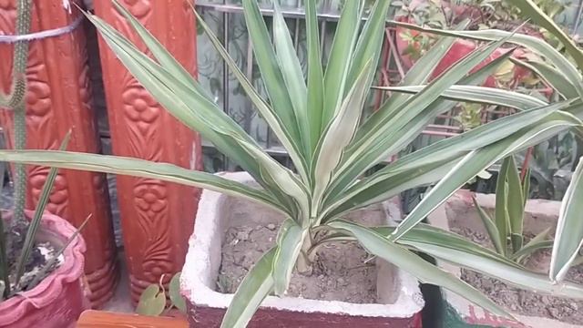 How to Grow and Care of Yucca Plant Fillmento Variety. смотреть онлайн