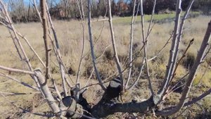 How to prune 30 years old cherry back to KGB system Part 2