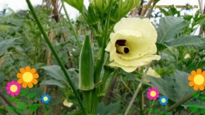 Бамия Юнона. Краткий обзор, описание характеристик, где купить abelmoschus esculentus Iunona