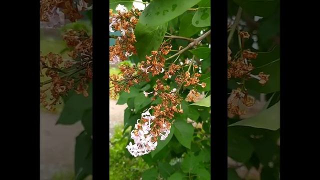 41.Вишивка.Дакота.Жук оленка. смотреть онлайн