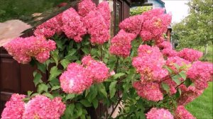 ГОРТЕНЗИЯ. УКРЕПЛЯЕМ ПОБЕГИ - СОЦВЕТИЯ НЕ БУДУТ ПОНИКАТЬ