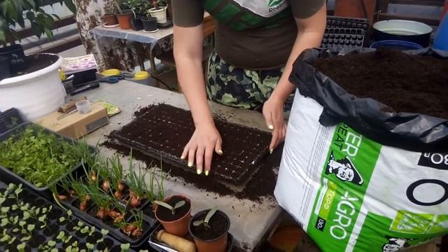 Посев базилика смотреть онлайн