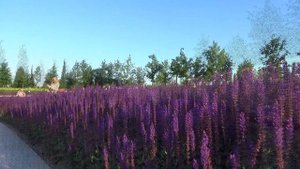 Шалфей в парке Галицкого в Краснодаре, лето 2019
