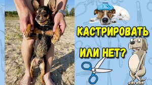 Нужно ли кастрировать собаку и когда это сделать? Кастрация русского тоя