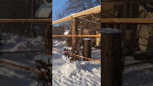 Наш вольер для белок