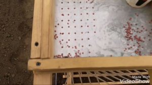 Сеялка для редиса