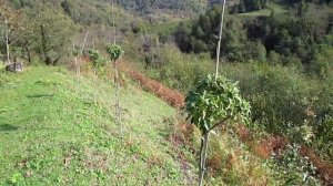 Садовый дизайн Создание интересных форм