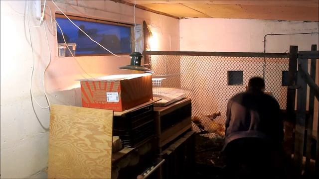 Куры Каннибалы. ЭКСТРЕННЫЙ ВЫПУСК. смотреть онлайн