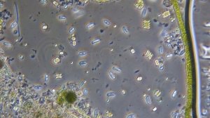 Быстрые инфузории