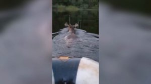 Удивительные моменты С Лосем, заснятые на видио! Переплывает реку лось