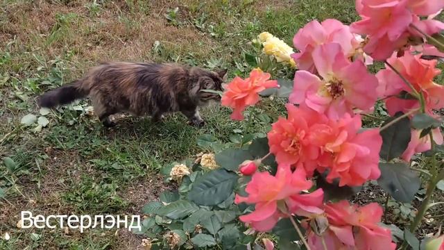 ?Цветение роз в середине лета. 2021.Продолжение прогулки по уголкам моего сада. смотреть онлайн