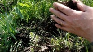 ИВА ПЛАКУЧАЯ.Высадка укорененного черенка в открытый грунт.Результат черенкования ивы