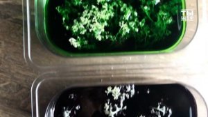 Ягель в кулинарии!