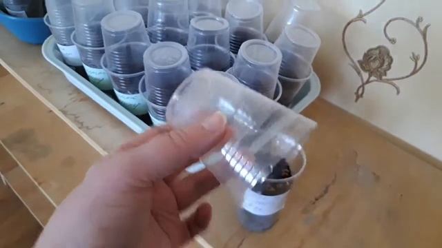 Стеллаж для рассады, орхидей , фиалок. ДЁШЕВО.БЫСТРО.УДОБНО.Своими руками. смотреть онлайн