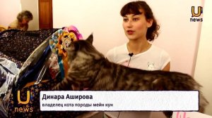 Более 60 кошек разных пород приняло участие в международной выставке кошек в Октябрьском