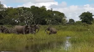 Yovvoyi Hayvonlarning Ulkan Janglari