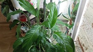 Комнатные Растения. Коллекция Спатифиллумов