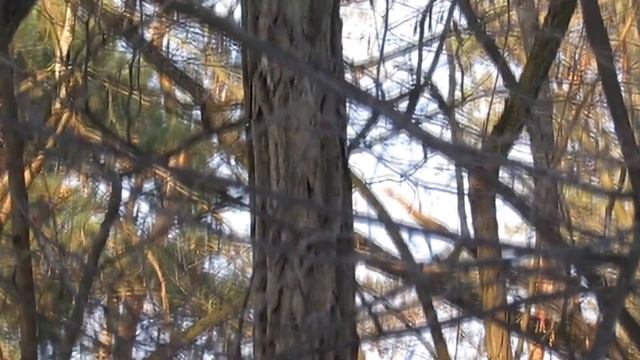 Мышь лесная обыкновенная симпатичная. смотреть онлайн