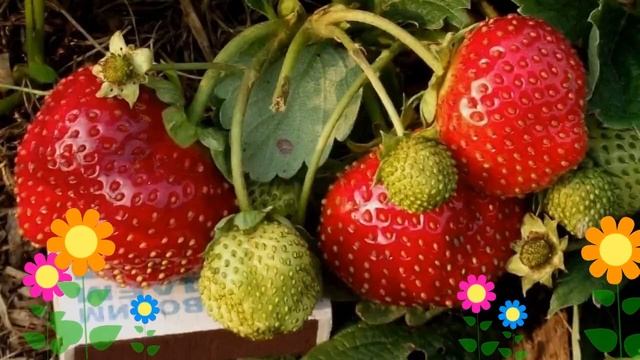 Земляника садовая Полка (Полка). Краткий обзор, описание характеристик, где купить саженцы