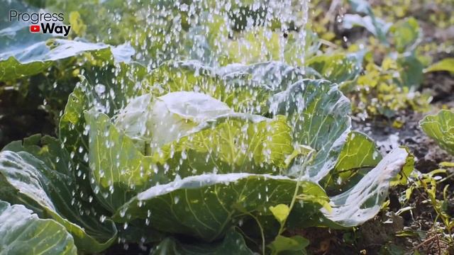 ОБЛИВАЮ ЭТИМ КАПУСТУ В АВГУСТЕ - КОЧАН КРЕПКИЙ КАК СТАЛЬ И БЕЗ ВРЕДИТЕЛЕЙ! Капуста это обожает! смотреть онлайн