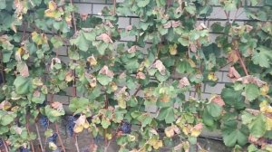 Красностоп Золотовский. Не для меня...