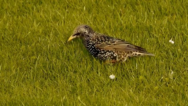 Common Starling Or European Starling (Sturnus Vulgaris) / Star [1]