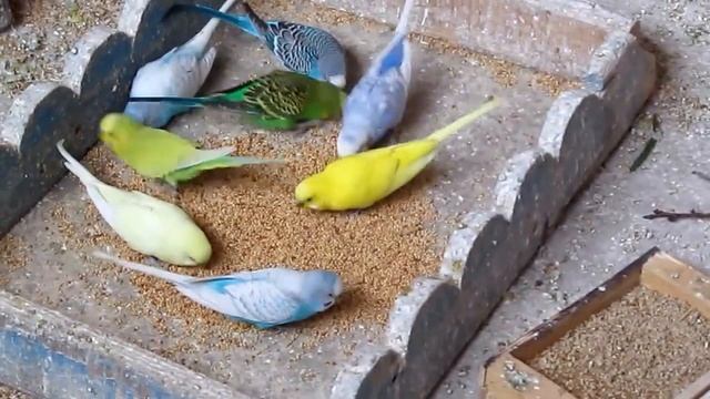 Кормление волнистых попугаев в вольере | Feeding budgies in my aviary смотреть онлайн