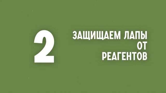 Как подготовить собаку к зиме? - Памятка по подготовке к морозам