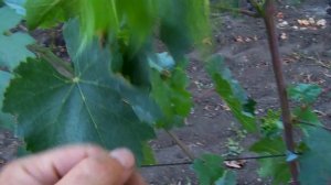 Розовый слон. Кто он?