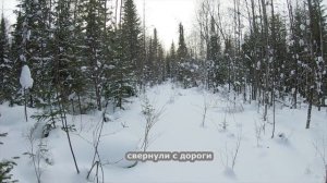 Лучшая засидка на дереве. Таёжные партизаны молчат.  Охота в тайге зимой.