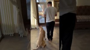 @Питбуль Граф/Балас