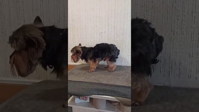 Yorkshire terrier got a hygienic haircut./Йорк сделал гигиеническую стрижку./стрижка собак. смотреть онлайн