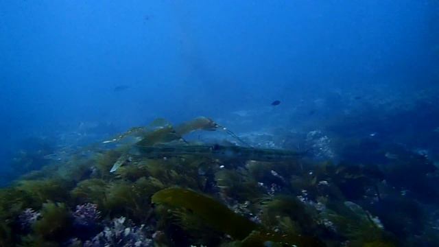 Reef Cornetfish Nov. 2015 Crescent Bay #2 смотреть онлайн