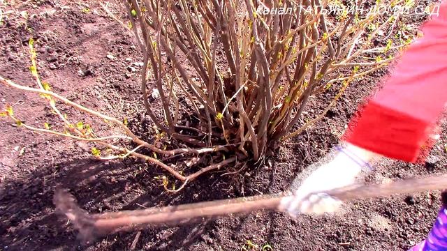 ПОДКОРМКА СМОРОДИНЫ смотреть онлайн